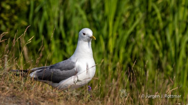 USA | Alaska | Anchorage | Anchorage Coastal Wildlife Refuge | Mew Gull | Sturmmöve