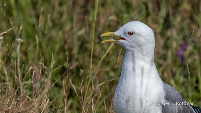 USA | Alaska | Anchorage | Anchorage Coastal Wildlife Refuge | Mew Gull | Sturmmöve