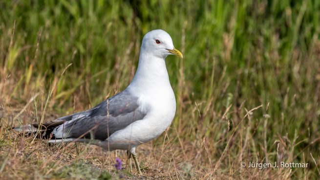 USA | Alaska | Anchorage | Anchorage Coastal Wildlife Refuge | Mew Gull | Sturmmöve