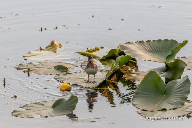 USA | Alaska | Anchorage | Anchorage Coastal Wildlife Refuge | Sandpiper | Wasserläufer