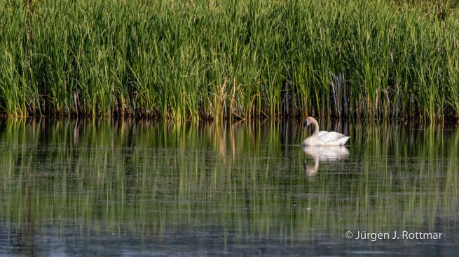 USA | Alaska | Anchorage | Anchorage Coastal Wildlife Refuge | Trumpeter Swan | Trompeterschwan