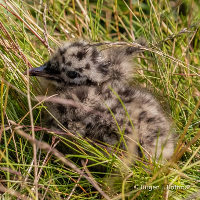 USA | Alaska | Anchorage | Anchorage Coastal Wildlife Refuge