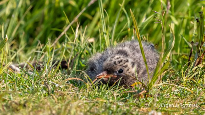 USA | Alaska | Anchorage | Anchorage Coastal Wildlife Refuge