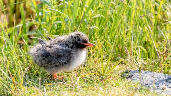 USA | Alaska | Anchorage | Anchorage Coastal Wildlife Refuge