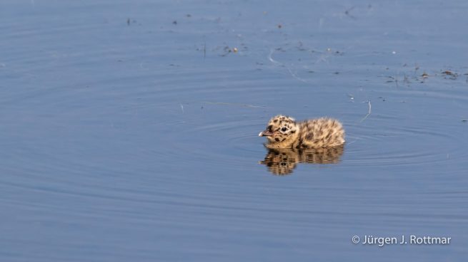 USA | Alaska | Anchorage | Anchorage Coastal Wildlife Refuge