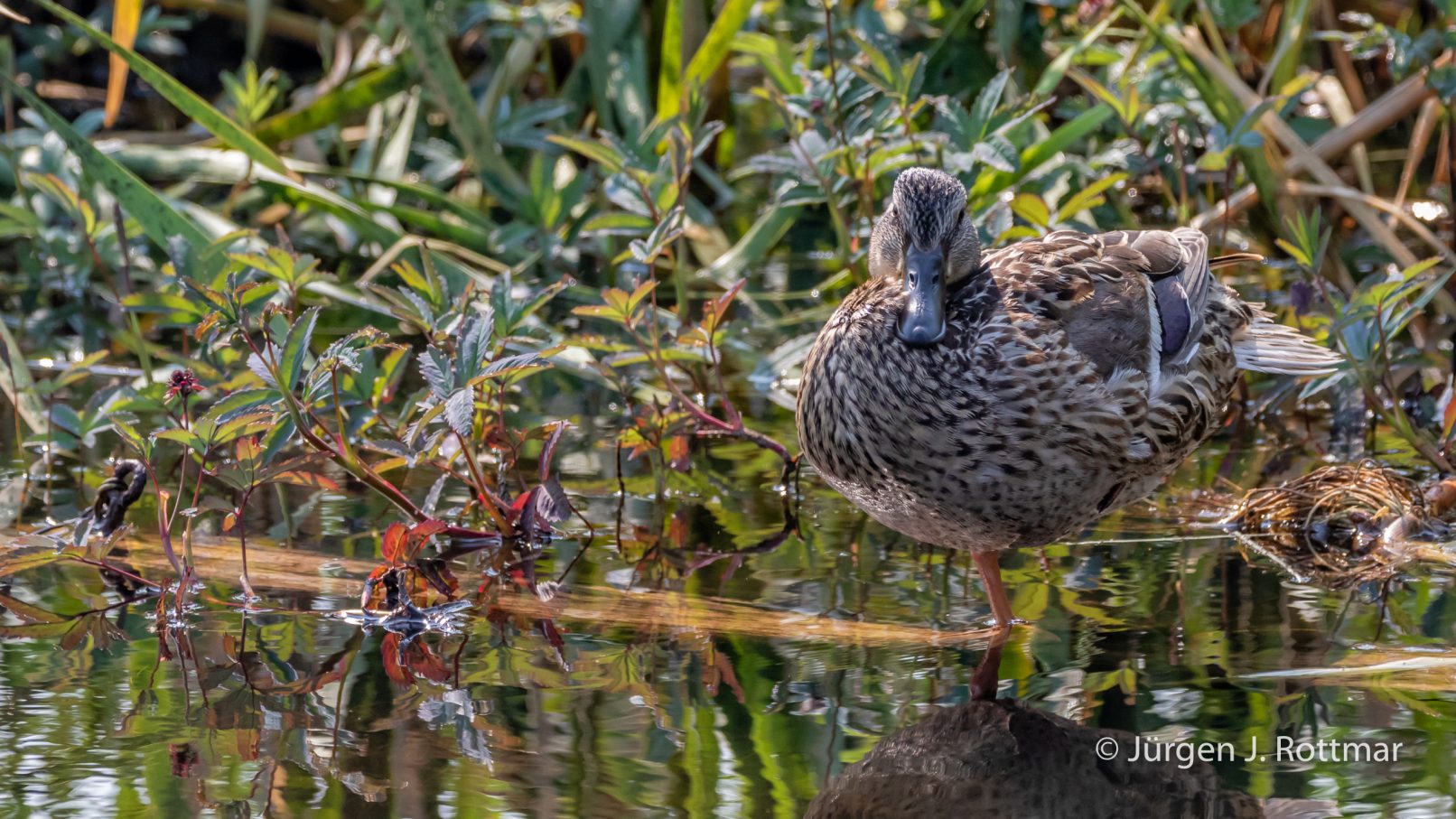 USA | Alaska | Anchorage | Anchorage Coastal Wildlife Refuge