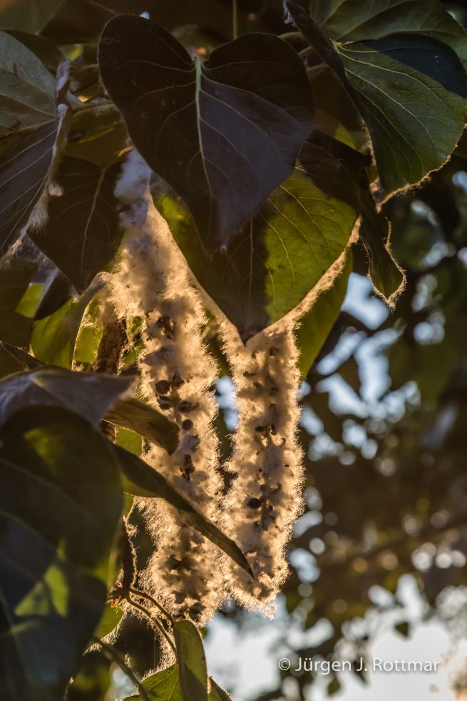 USA | Alaska | Anchorage | Lake Spenard