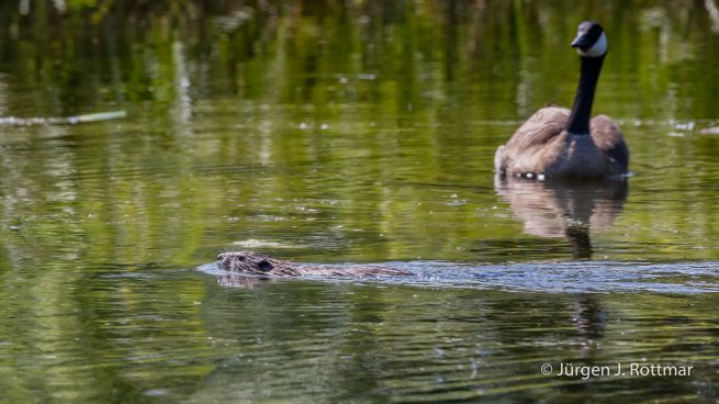 USA | Alaska | Anchorage | Lake Spenard