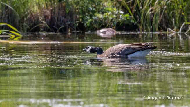 USA | Alaska | Anchorage | Lake Spenard