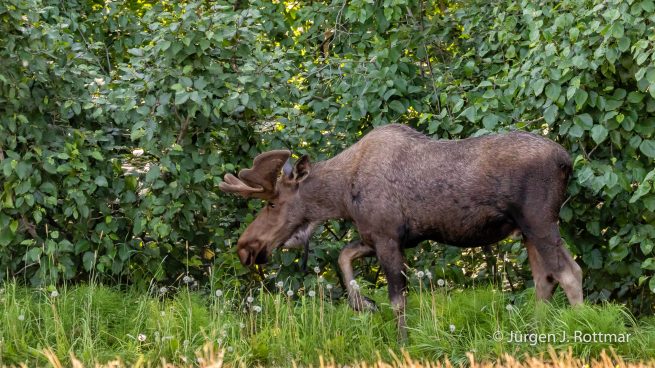 USA | Alaska | Anchorage | Moose | Elch