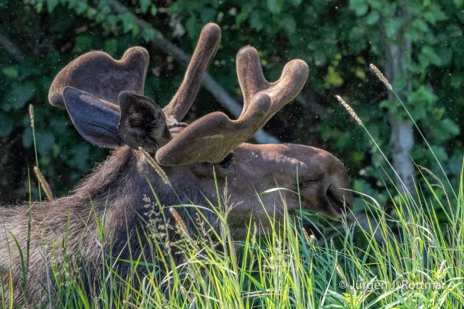 USA | Alaska | Anchorage | Moose | Elch