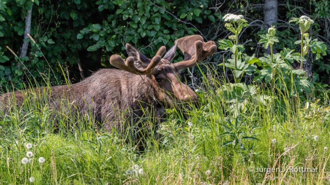 USA | Alaska | Anchorage | Moose | Elch