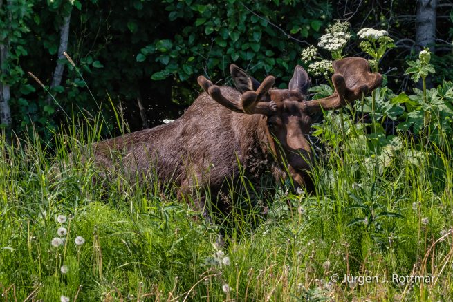 USA | Alaska | Anchorage | Moose | Elch
