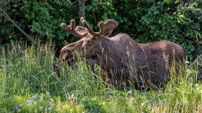 USA | Alaska | Anchorage | Moose | Elch