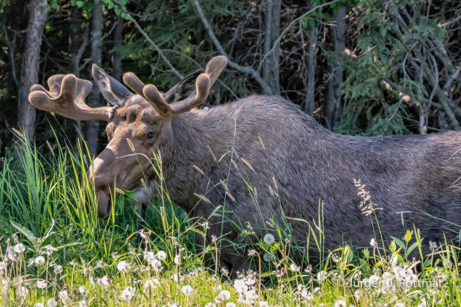 USA | Alaska | Anchorage | Moose | Elch