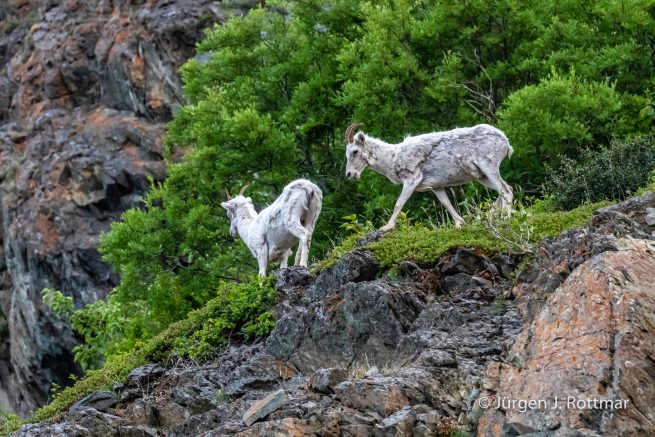 USA | Alaska | Anchorage | Dall-Sheeps | Dall-Schafe