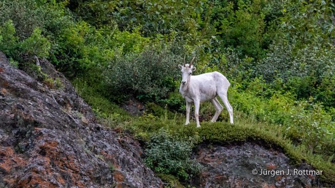 USA | Alaska | Anchorage | Dall-Sheeps | Dall-Schafe