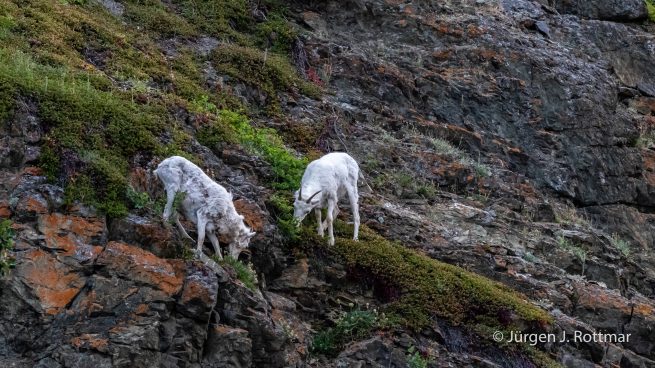 USA | Alaska | Anchorage | Dall-Sheeps | Dall-Schafe