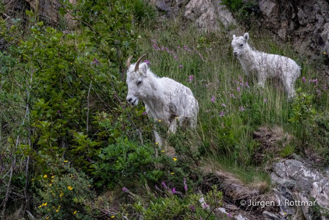 USA | Alaska | Anchorage | Turnagain Arm | Dall-Sheeps (Dall-Schafe)