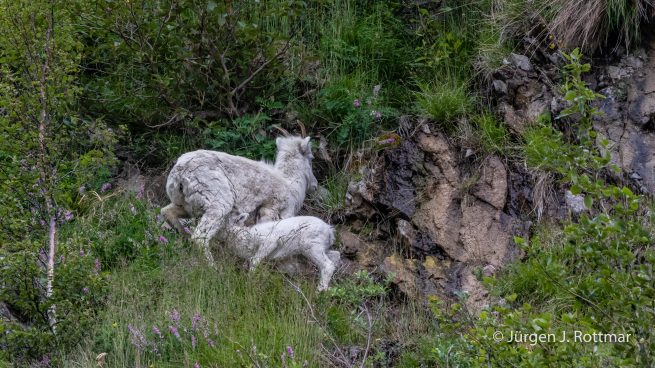 USA | Alaska | Anchorage | Turnagain Arm | Dall-Sheeps (Dall-Schafe)