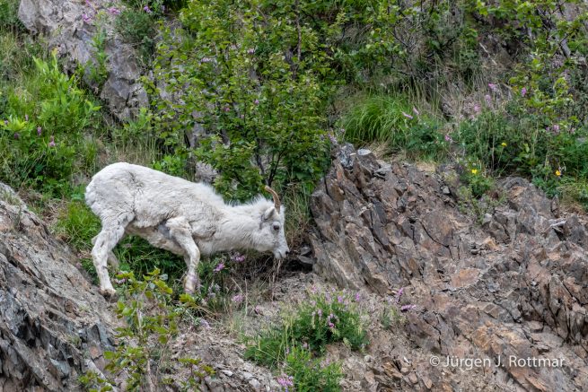 USA | Alaska | Anchorage | Turnagain Arm | Dall-Sheep (Dall-Schaf)