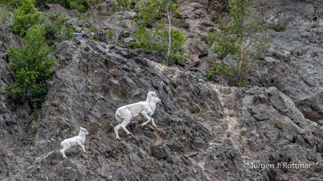 USA | Alaska | Anchorage | Turnagain Arm | Dall-Sheeps (Dall-Schafe)