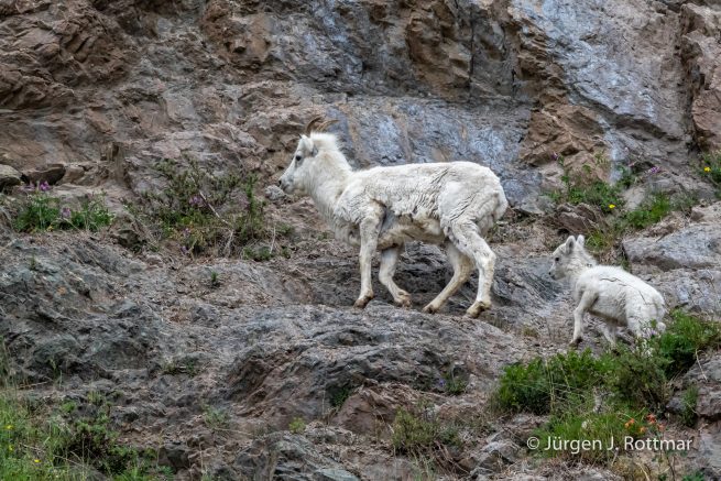 USA | Alaska | Anchorage | Turnagain Arm | Dall-Sheeps (Dall-Schafe)