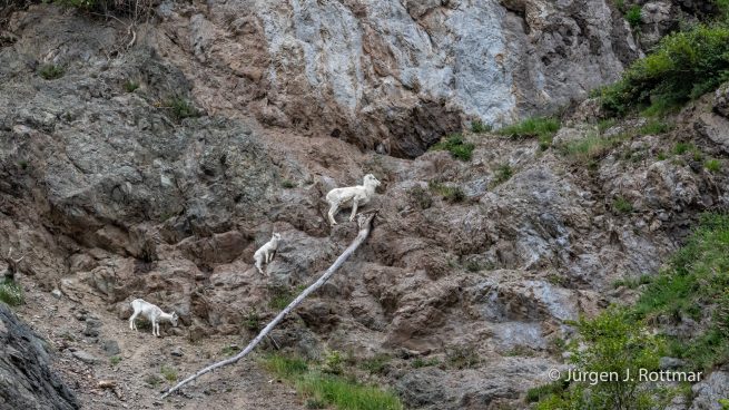 USA | Alaska | Anchorage | Turnagain Arm | Dall-Sheeps (Dall-Schafe)