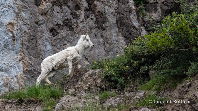 USA | Alaska | Anchorage | Turnagain Arm | Dall-Sheep (Dall-Schaf)