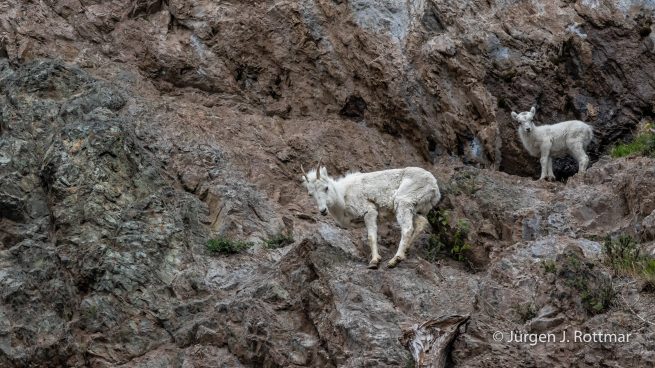 USA | Alaska | Anchorage | Turnagain Arm | Dall-Sheep (Dall-Schaf)