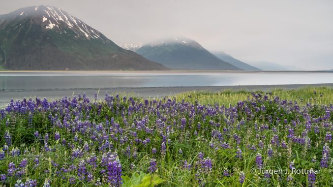 USA | Alaska | Anchorage | Turnagain Arm | Lupinen