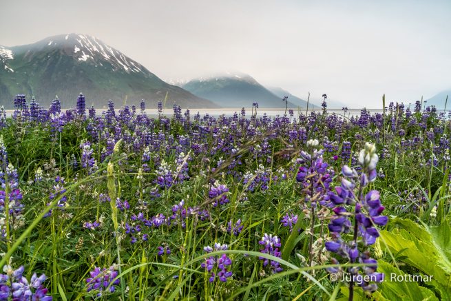 USA | Alaska | Anchorage | Turnagain Arm | Lupinen