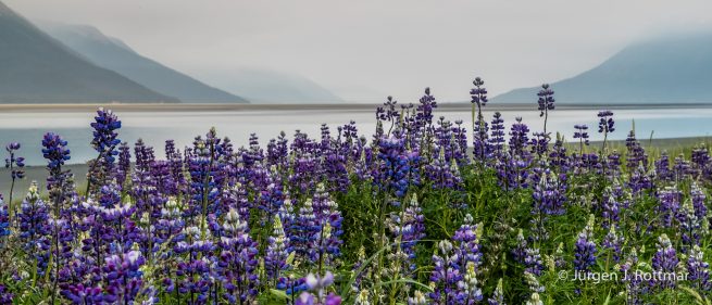 USA | Alaska | Anchorage | Turnagain Arm | Lupinen