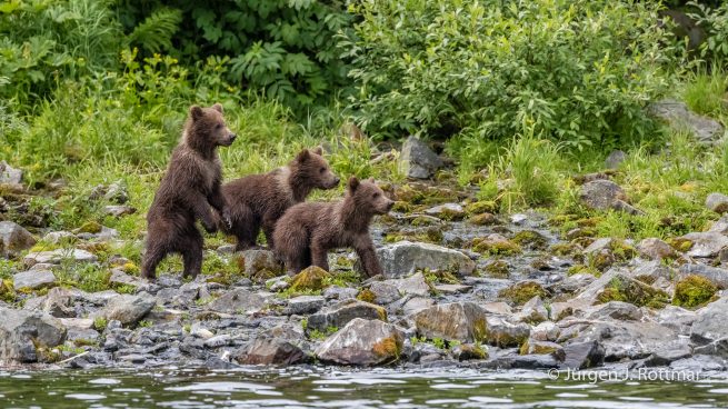 USA | Alaska | Big River Lake | 3 Brown Bear Cubs (3 Braunbärenjunge)