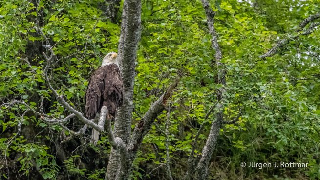 USA | Alaska | Big River Lake | Bald Eagle (Weisskopfseeadler)