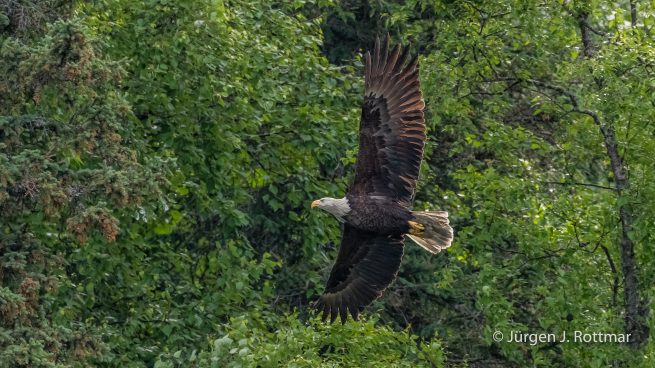 USA | Alaska | Big River Lake | Bald Eagle (Weisskopfseeadler)