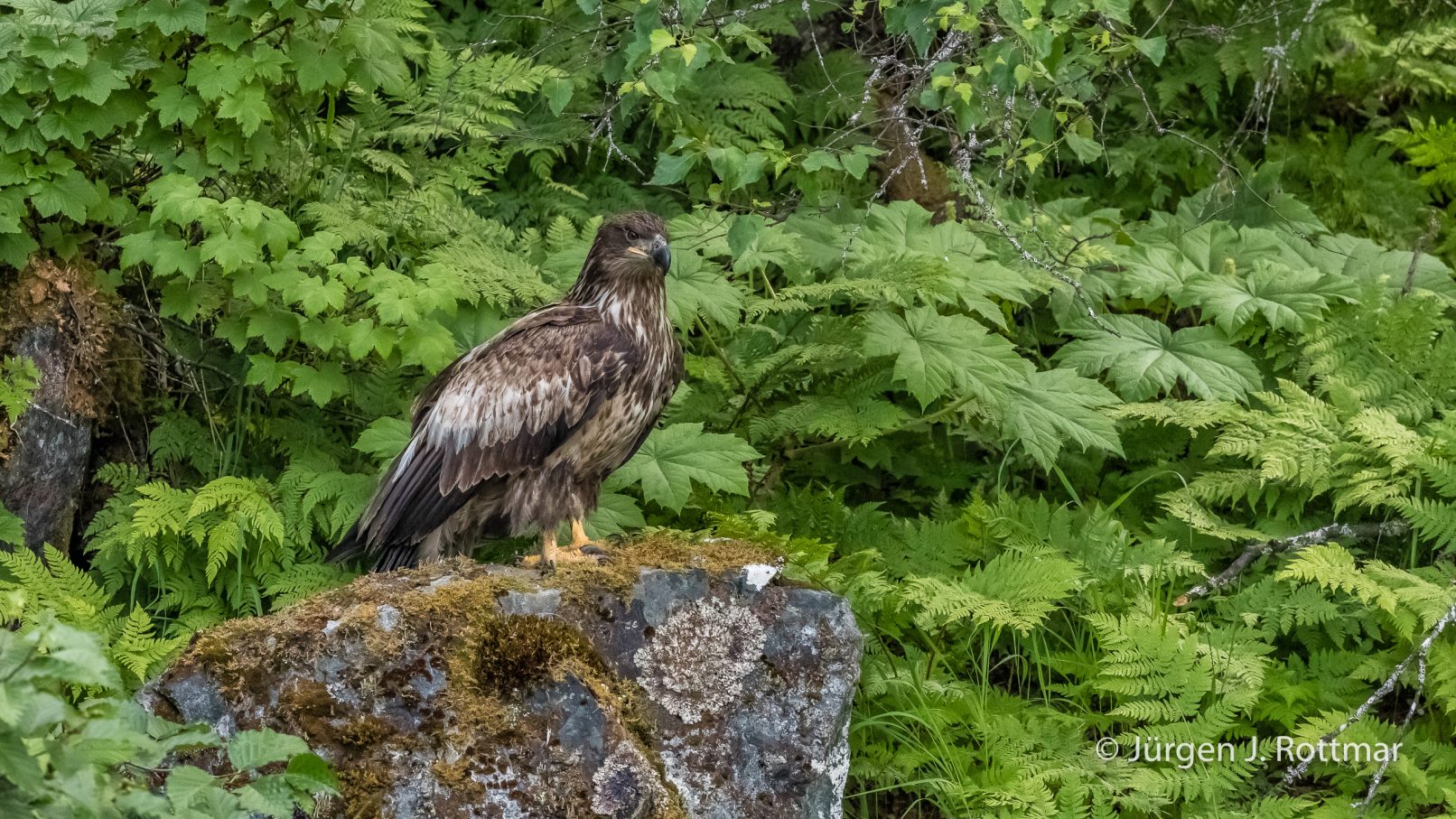 Alaska-2019-Big-River-Lake-Bald-Eagle-Weisskopfseeadler