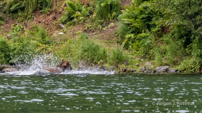 USA | Alaska | Big River Lake | Brown Bear (Braunbär)