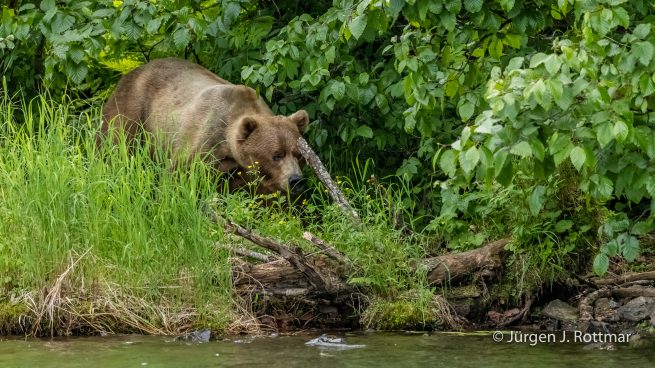 USA | Alaska | Big River Lake | Brown Bear (Braunbär)