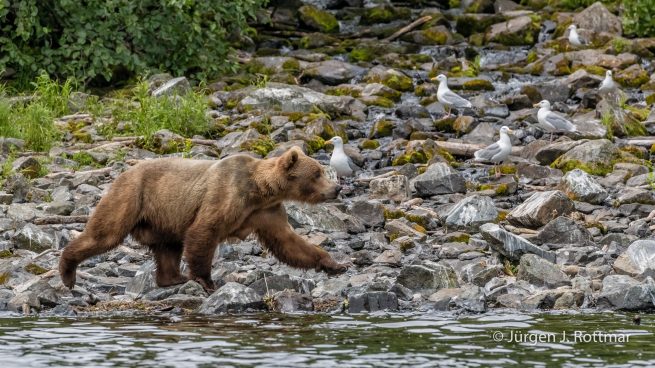 USA | Alaska | Big River Lake | Brown Bear (Braunbär)