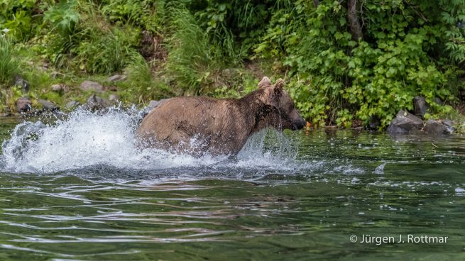 USA | Alaska | Big River Lake | Brown Bear (Braunbär)