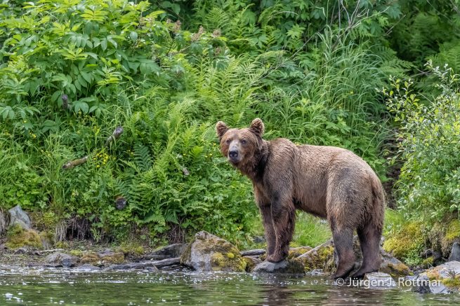 USA | Alaska | Big River Lake | Brown Bear (Braunbär)