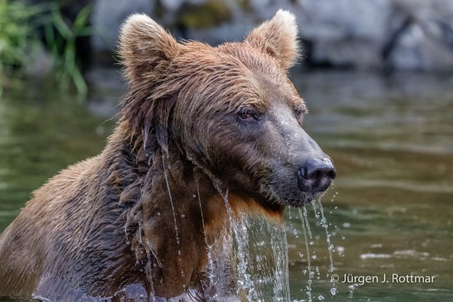 USA | Alaska | Big River Lake | Brown Bear (Braunbär)