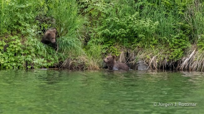 USA | Alaska | Big River Lake | 2 Brown Bear Cubs (2 Braunbärenjunge)