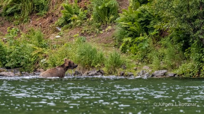 USA | Alaska | Big River Lake | Brown Bear (Braunbär)
