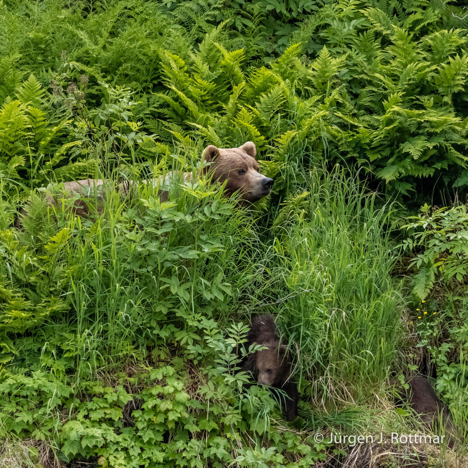 USA | Alaska | Big River Lake | Brown Bear with Cub (Braunbär mit Jungem)