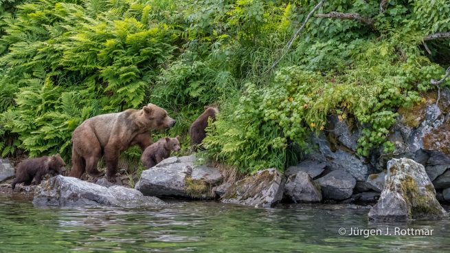 USA | Alaska | Big River Lake | Brown Bear with Cubs (Braunbär mit Jungen)