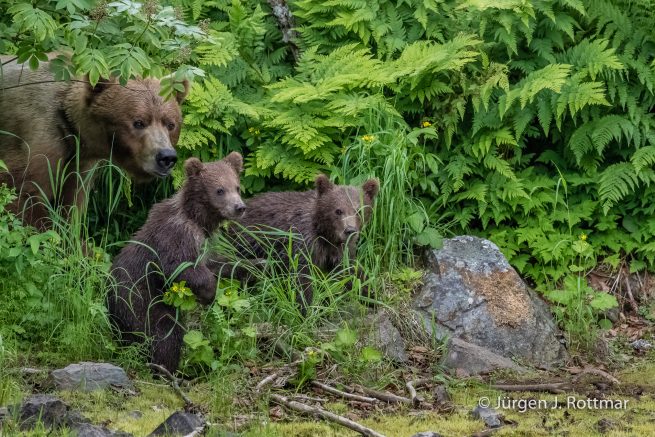 USA | Alaska | Big River Lake | Brown Bear with Cubs (Braunbär mit Jungen)