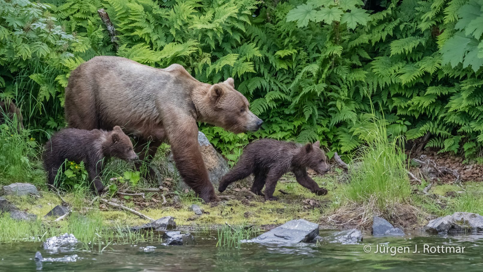 USA | Alaska | Big River Lake | Brown Bear with Cubs (Braunbär mit Jungen)