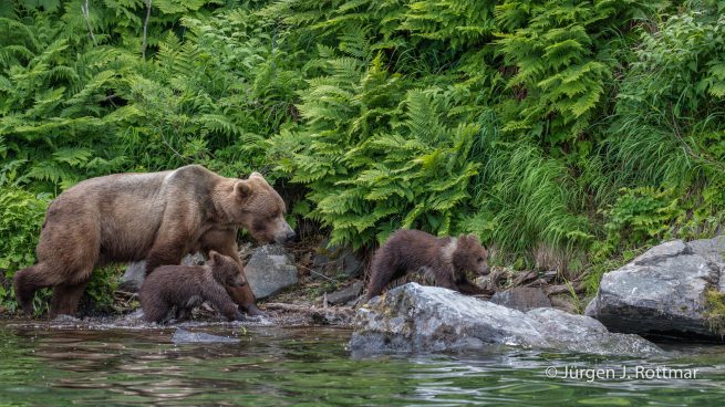 USA | Alaska | Big River Lake | Brown Bear with Cubs (Braunbär mit Jungen)